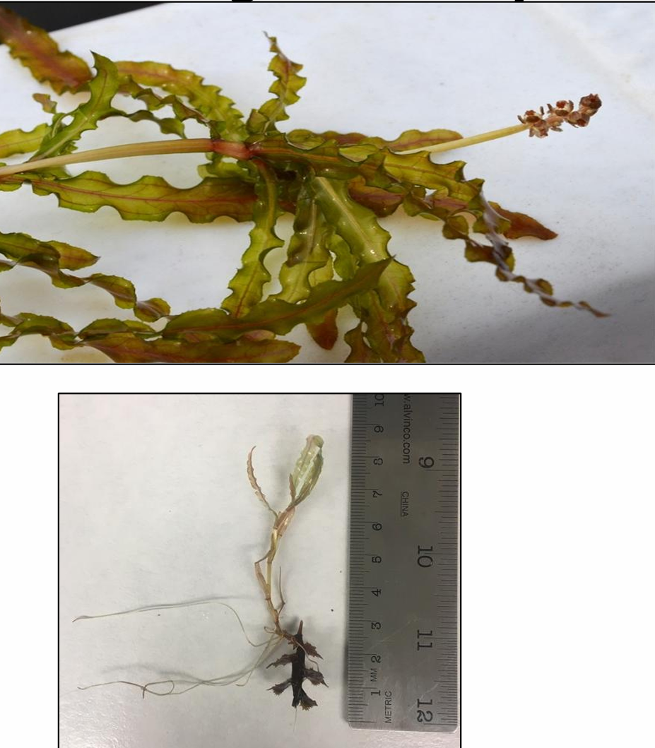 <p><strong><em>Potamogeton crispus</em> (Potamogetonaceae)→ curlyleaf pondweed</strong></p><p>• Perennial, submerged aquatic </p><p>• Oblong 2 –3 inch brown-green leaves are wavy along the edges, like lasagna noodles </p><p>• Leaves attach to the stem in an alternate pattern </p><p>• Secondary veins branch from a midvein in perpendicular pattern (native pondweeds have parallel leaf veins)</p>