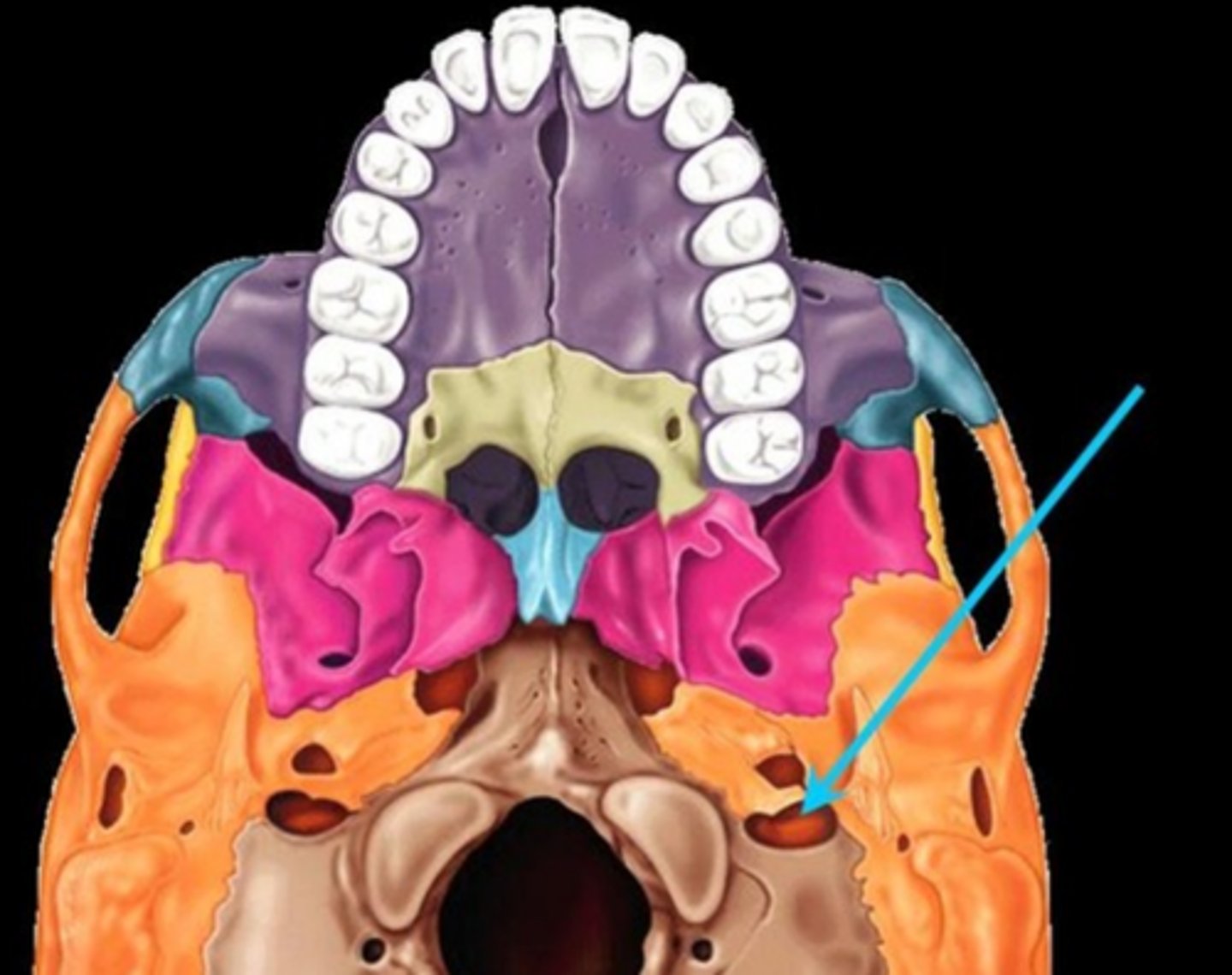 knowt flashcard image
