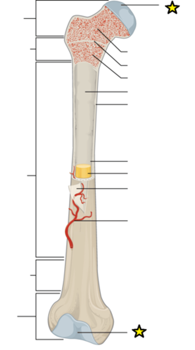 <p>Covers the surfaces of bones where they come together to form joints</p>