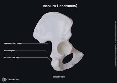 <p>Ischium</p>