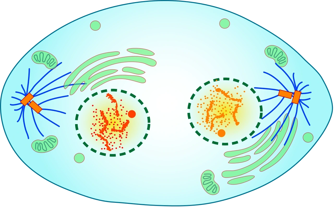 Was ist die Telophase?