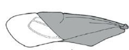 <p>Name what kind of wing this is and and example of the order it is found in</p>