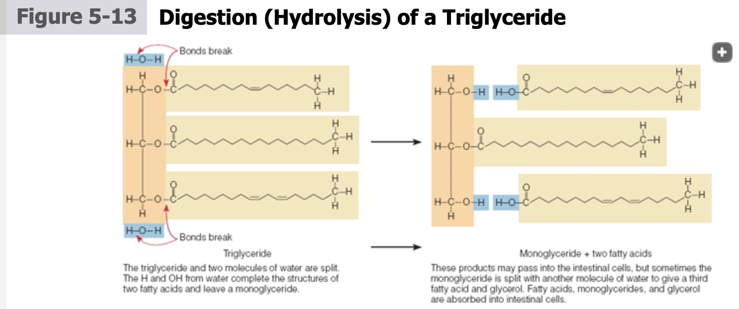 5.3 Digestion, Absorption, and Transport of Lipids Notes Knowt