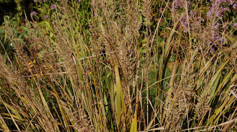 <p>larger more feathery inflorescence than acutiflora, contains seeds, non native, warm season</p>