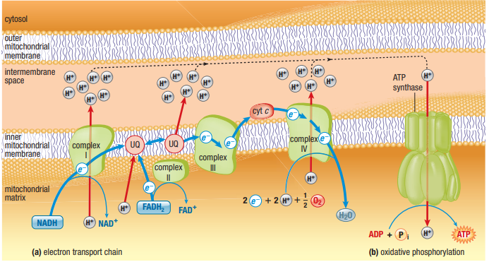 Electron Transport Chain