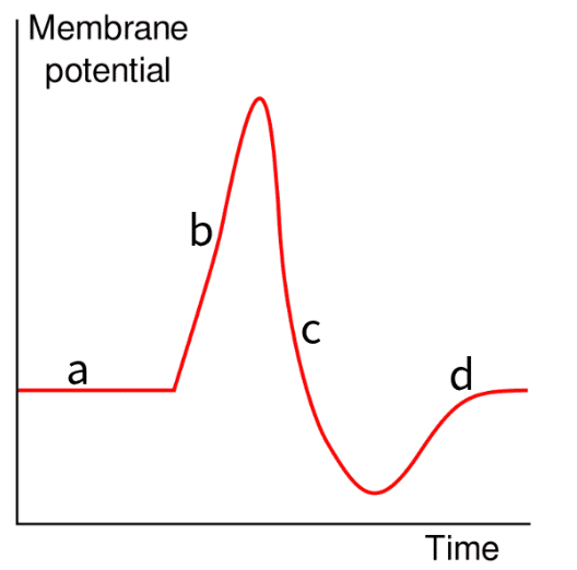 <p><span><span>Tetrodotoxin (TTX) inhibits voltage-gated sodium channels. Choose the correct section of the graph affected by TTX.</span></span></p><p><span><span>inhibits-</span></span><strong>to prevent or hold back from doing something</strong></p>