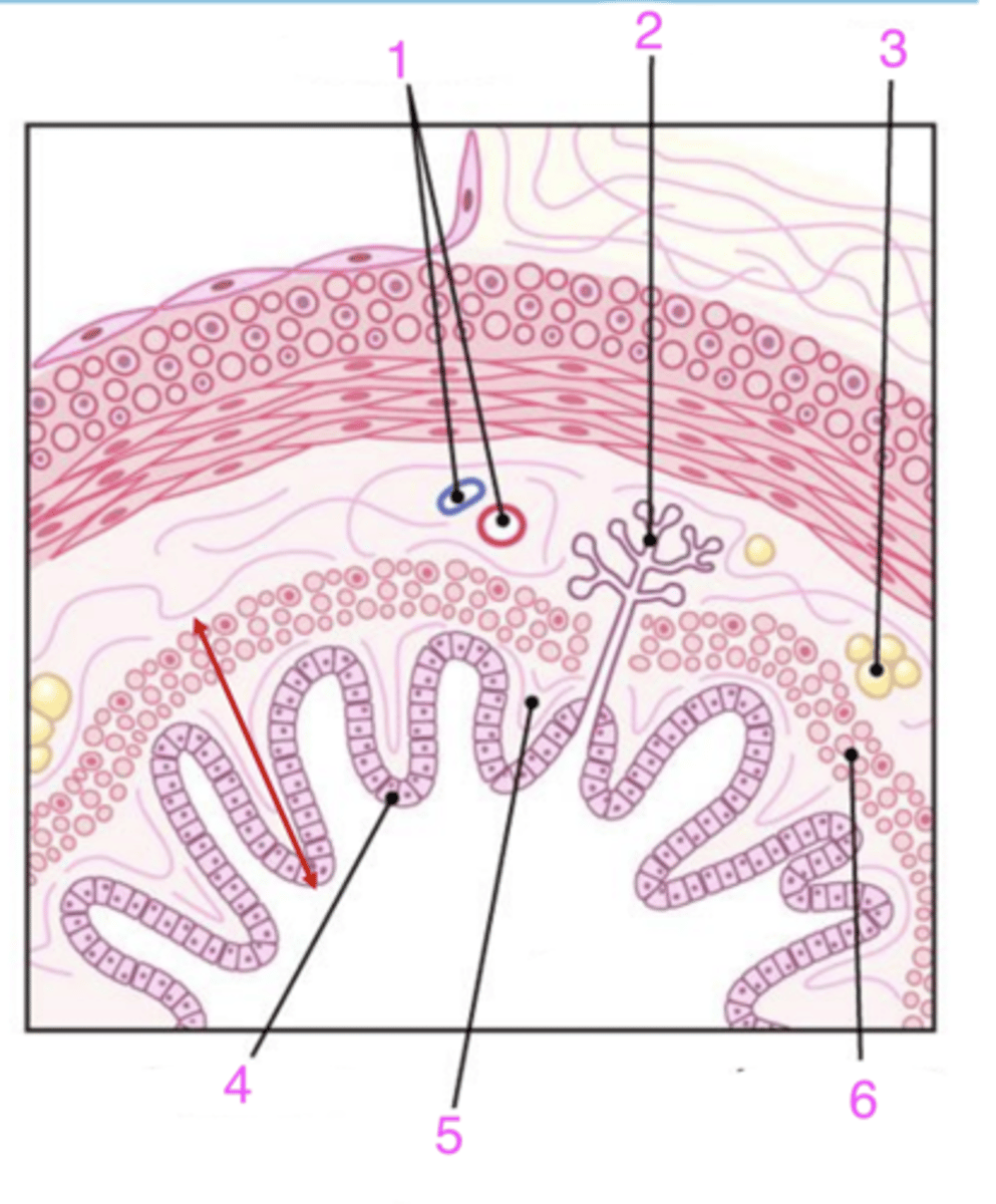 <p>what numbers are included in the submucosa?</p>