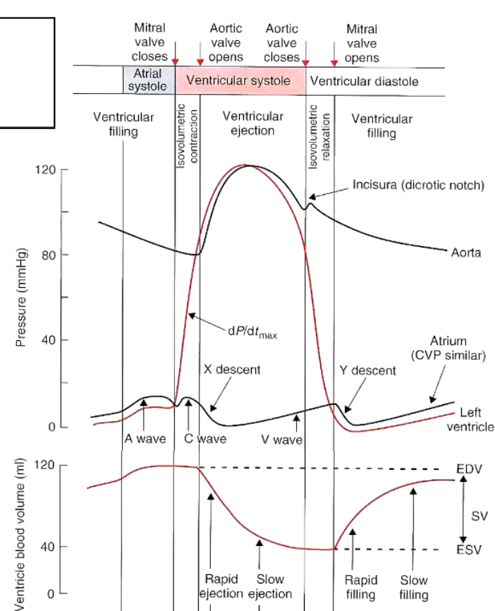 <p>Explain what is occurring in the following graph. </p>