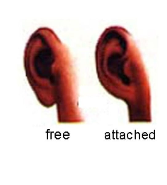 <p><strong>Free earlobes</strong></p><p><span class="bgP">- dominant trait</span></p><p>- hang below the point of the attachment to the head</p><p></p><p><strong>Attached earlobes</strong></p><p><span class="bgP">- recessive trait</span></p><p>- are attached directly to the side of the head</p>