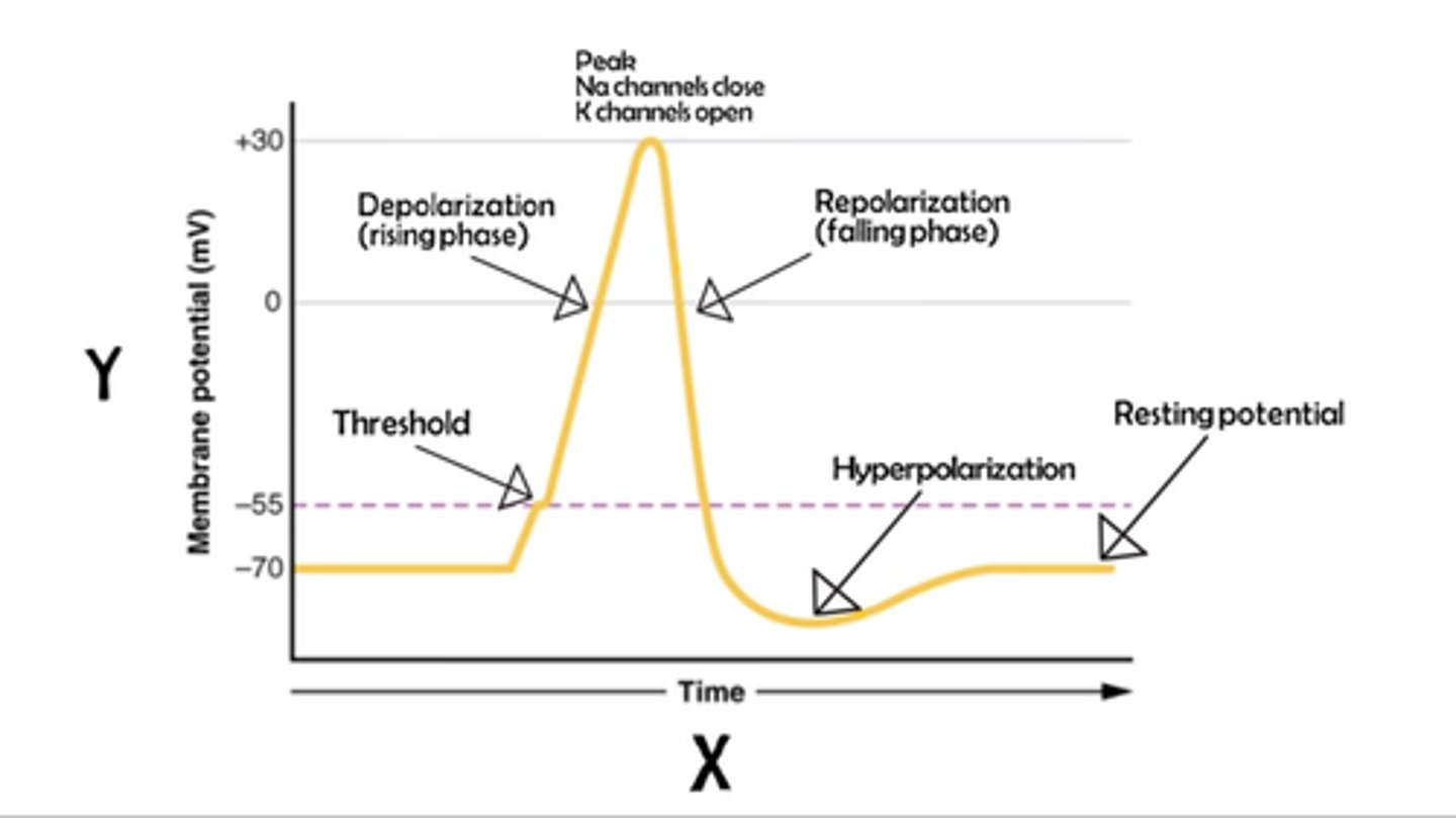 <p>Resting potential of a neuron cell is around (-70mV)</p><p>If a stimulus does cause the cell to achieve a specific voltage (((around -55mV))) nothing will happen.</p><p>Once the required voltage is achieved, the neuron generates an action potential</p><p>Once the neuron "fires", the size of the action potential does not depend on the strength of the stimulus causing depolarization.</p>