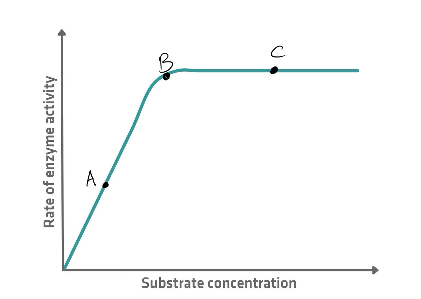<ul><li><p>A - Too few substrate molecules to occupy all the available active sites. The rate of reaction is only half the maximum possible.</p></li><li><p>B - All the active sites are occupied at one time. The rate of reaction has doubled to its maximum because all the active sites are filled.</p></li><li><p>The addition of further substrate molecules has no effect as all active sites are already occupied at one time. There is no change in the rate of reaction.</p></li></ul>