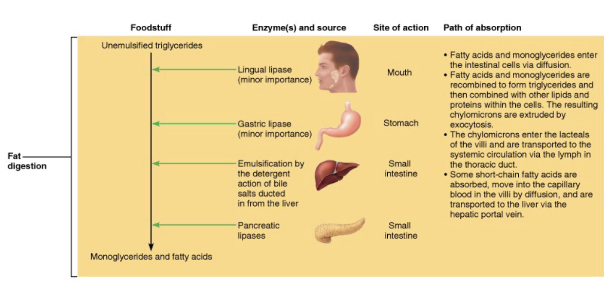 <ol><li><p><strong><mark data-color="green" style="background-color: green; color: inherit;">BEGINS</mark></strong>&nbsp;unemulsified <span style="color: blue;"><strong><mark data-color="blue" style="background-color: blue; color: inherit;"><span>triglycerides</span></mark></strong></span></p></li><li><p>Need pre-treatment with <span style="color: green;"><strong><span>bile salts</span></strong></span>&nbsp;(from liver) that break large fat globules into smaller ones</p><ul><li><p><strong>Emulsification</strong> → triglycerides and their breadown products are insoluble in wate</p></li></ul></li><li><p><span style="color: green;"><strong><span>Pancreatic lipases</span></strong></span>&nbsp;hydrolyze <span style="color: blue;"><strong><span>triglycerides</span></strong></span>, yielding <span style="color: red;"><strong><span>monoglycerides</span></strong></span> and <span style="color: red;"><strong><span>free fatty acids</span></strong><span>&nbsp;</span></span></p></li><li><p><span style="color: red;"><strong><span>Monoglycerides and fatty acids</span></strong></span><span style="color: rgb(0, 0, 0);"><span> combine with </span><strong><span>bile salts</span></strong><span> and </span><strong><span>lecithin</span></strong><span> to form </span></span><span style="color: purple;"><strong><span>micelles</span></strong></span><span style="color: rgb(0, 0, 0);"><span> </span></span><span style="color: purple;"><strong><mark data-color="purple" style="background-color: purple; color: inherit;"><span>@ the plasma membrane</span></mark></strong></span><span style="color: rgb(0, 0, 0);"><span>, fatty acids and</span></span><span><span> monoglycerides diffuse into </span></span><span style="color: purple;"><strong><mark data-color="purple" style="background-color: purple; color: inherit;"><span>epithelial cells of the mucosa</span></mark></strong></span></p></li><li><p><span style="color: purple;"><strong><mark data-color="purple" style="background-color: purple; color: inherit;"><span>Within the epithelial cells</span></mark></strong></span><span><span>,&nbsp;</span></span><span style="color: red;"><strong><span>fatty acids and&nbsp;</span></strong></span><span style="color: red;"><strong><span>monoglycerides</span></strong></span><span> are converted back into </span><span style="color: blue;"><strong><span>triglycerides</span></strong></span><span>, then combined with </span><strong><span>lecithin</span></strong><span>, </span><strong><span>cholesterol</span></strong><span>, and other </span><strong><span>lipids</span></strong><span>, to form </span><span style="color: purple;"><strong><mark data-color="red" style="background-color: red; color: inherit;"><span>Chylomicrons</span></mark></strong></span><strong><mark data-color="red" style="background-color: red; color: inherit;"><span> → which are </span></mark></strong><span style="color: purple;"><strong><em><u><mark data-color="red" style="background-color: red; color: inherit;"><span>exocytosed</span></mark></u></em></strong></span><strong><mark data-color="red" style="background-color: red; color: inherit;"><span> to the interstitial space, and taken into lacteals for transport&nbsp;</span></mark></strong></p></li></ol><p></p>