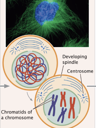 <ul><li><p>chromosomes condense forming chromosomes</p></li><li><p>each chromosome has 2 sister chromatids that have identical alleles</p></li><li><p>mitotic spindle forms</p></li></ul><p></p>