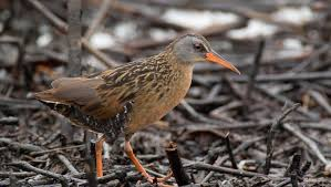 <p>freshwater, carnivores, loud, long toes</p>