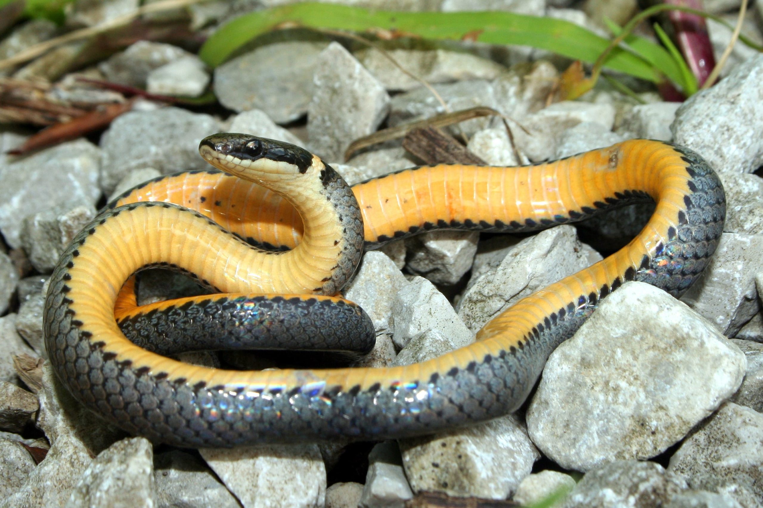 <p>Northern ring-necked snake</p>