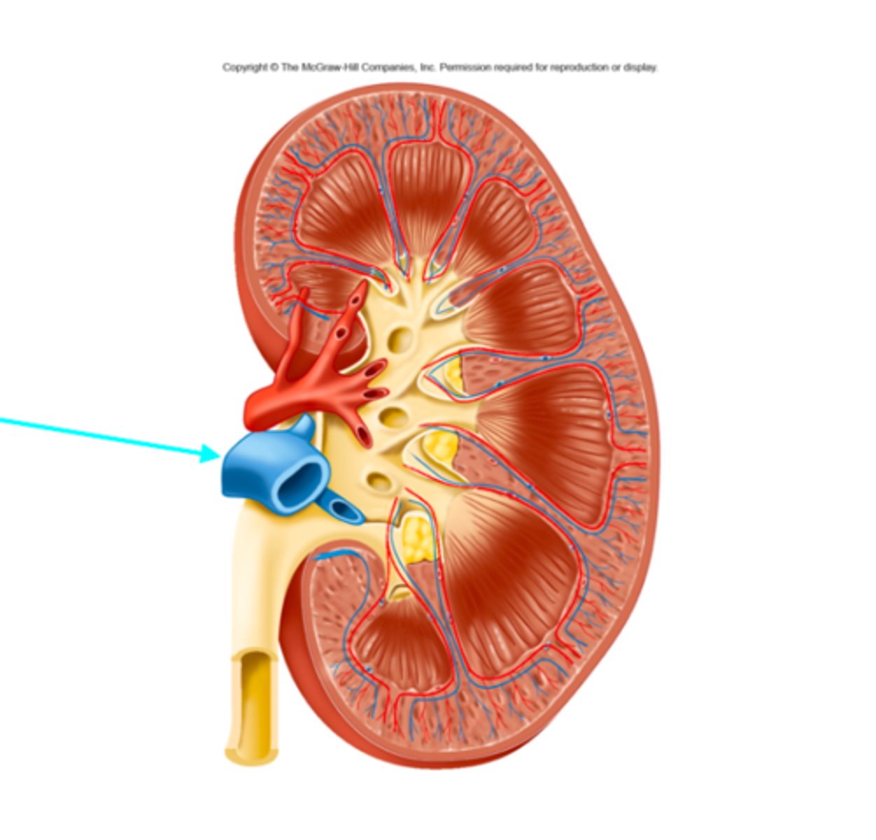 <p>What structure of the kidneys is the blue arrow pointing at?</p>