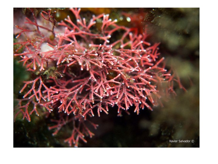 <p>To which Genus does this finely branched specimen belong?</p><p>Amphiora</p><p>Gracilaria</p><p>Galaxura</p><p>Hypnea</p>