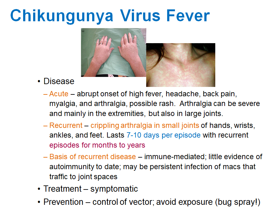 <p><strong>High fever</strong>, <strong>headache</strong>, <strong>back pain</strong>, <strong>myalgia</strong>, <strong>arthralgia</strong>, and possible <strong>rash</strong>. Arthralgia can be severe, mainly in the extremities and large joints.</p>