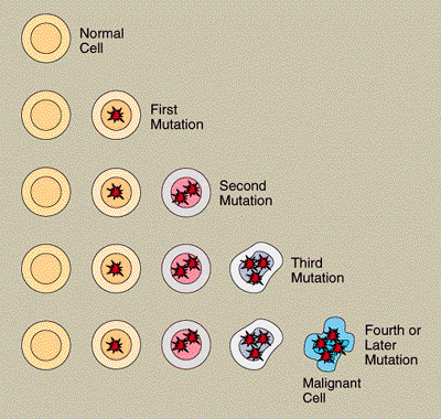 A disease in which the body cells grow & divide uncontrollably, damaging the parts of the body around them.