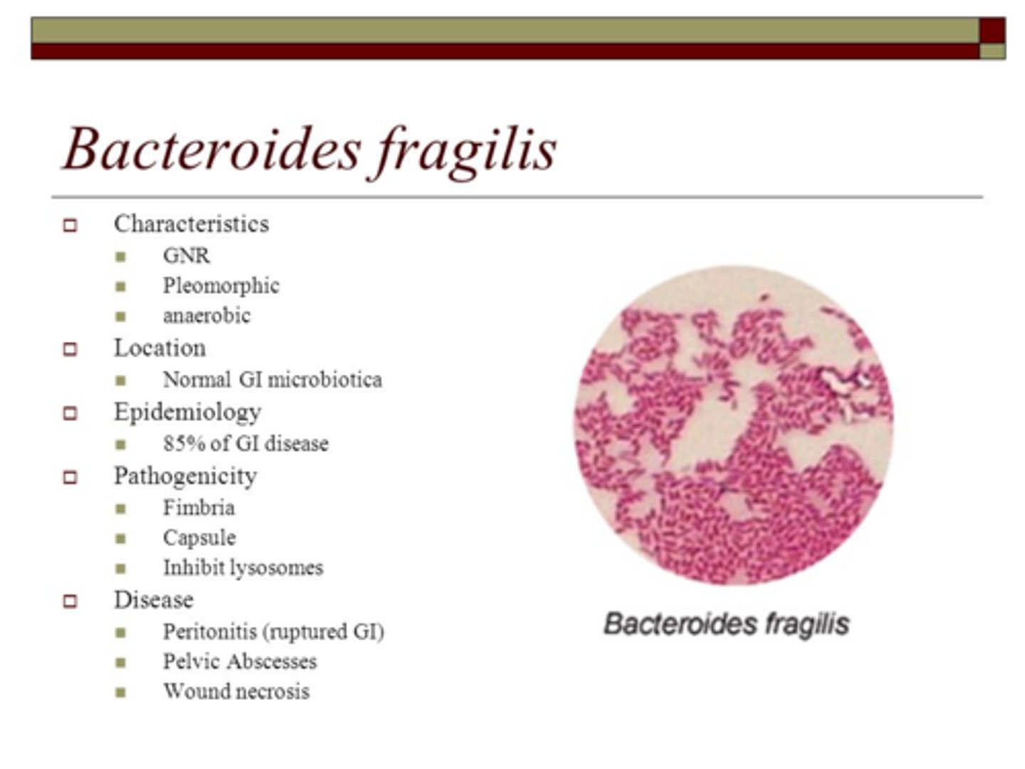 <p>Bacteroides fragilis</p>