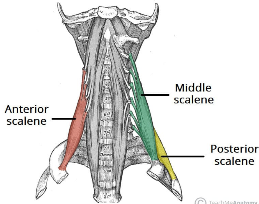 <p>Anterior:</p><ul><li><p><span>Elevation of the first rib</span></p></li><li><p><span>Ipsilateral contraction causes ipsilateral lateral flexion of the neck</span></p></li><li><p><span>bilateral contraction causes anterior flexion of the neck</span></p></li></ul><p>Middle:</p><ul><li><p><span>Elevation of the first rib</span></p></li><li><p><span>Ipsilateral contraction causes ipsilateral lateral flexion of the neck</span></p></li></ul><p>Posterior:</p><ul><li><p><span>Elevation of the second rib</span></p></li><li><p><span>ipsilateral lateral flexion of the neck</span></p></li></ul><p></p>
