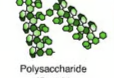 <p>green algae glucose storage product</p>