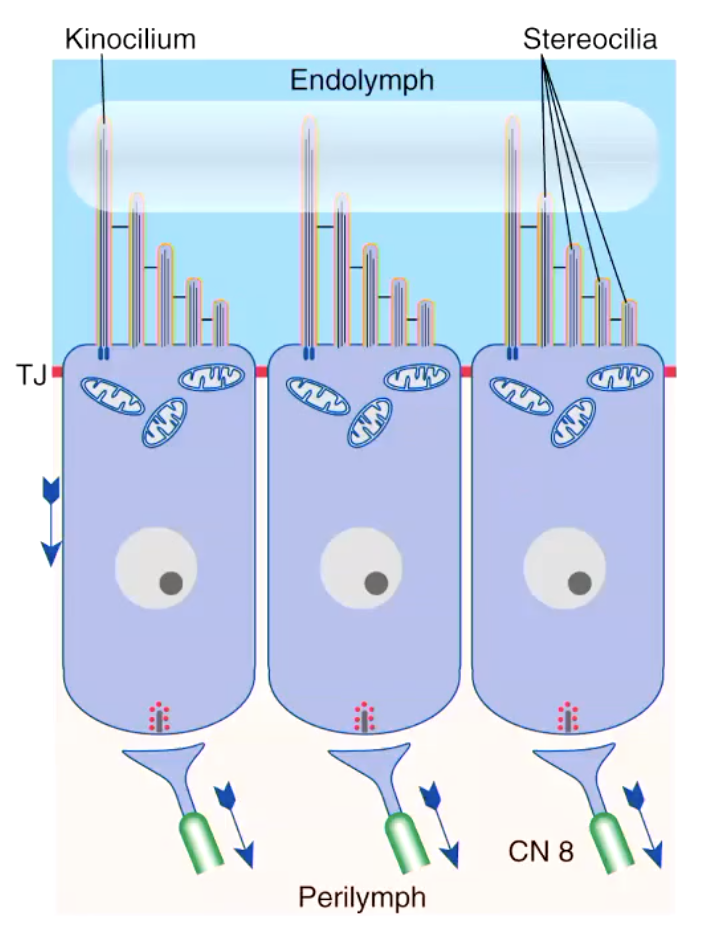 <p>how do hair cells convert mechanical energy to an electrochemical signal?</p>