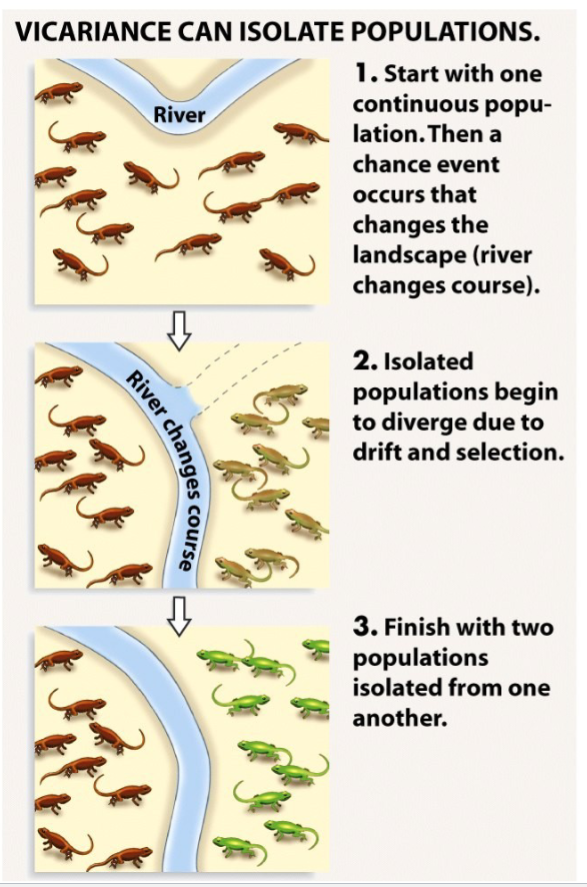 <p><span style=""><span>Allopatric Speciation 2: Isolation by Vicariance</span></span></p><ul><li><p><span style=""><span>Physical Separation is important for</span></span><span style=""><br></span><span style=""><span>speciation</span></span><span style=""><br></span><span style=""><span>1. Physical separation eliminates</span></span><span style=""><br></span><span style=""><span>Gene Flow</span></span><span style=""><br></span><span style=""><span>2. Natural Selection, Drift and</span></span><span style=""><br></span><span style=""><span>Mutation causes divergence</span></span></p></li></ul><p></p>