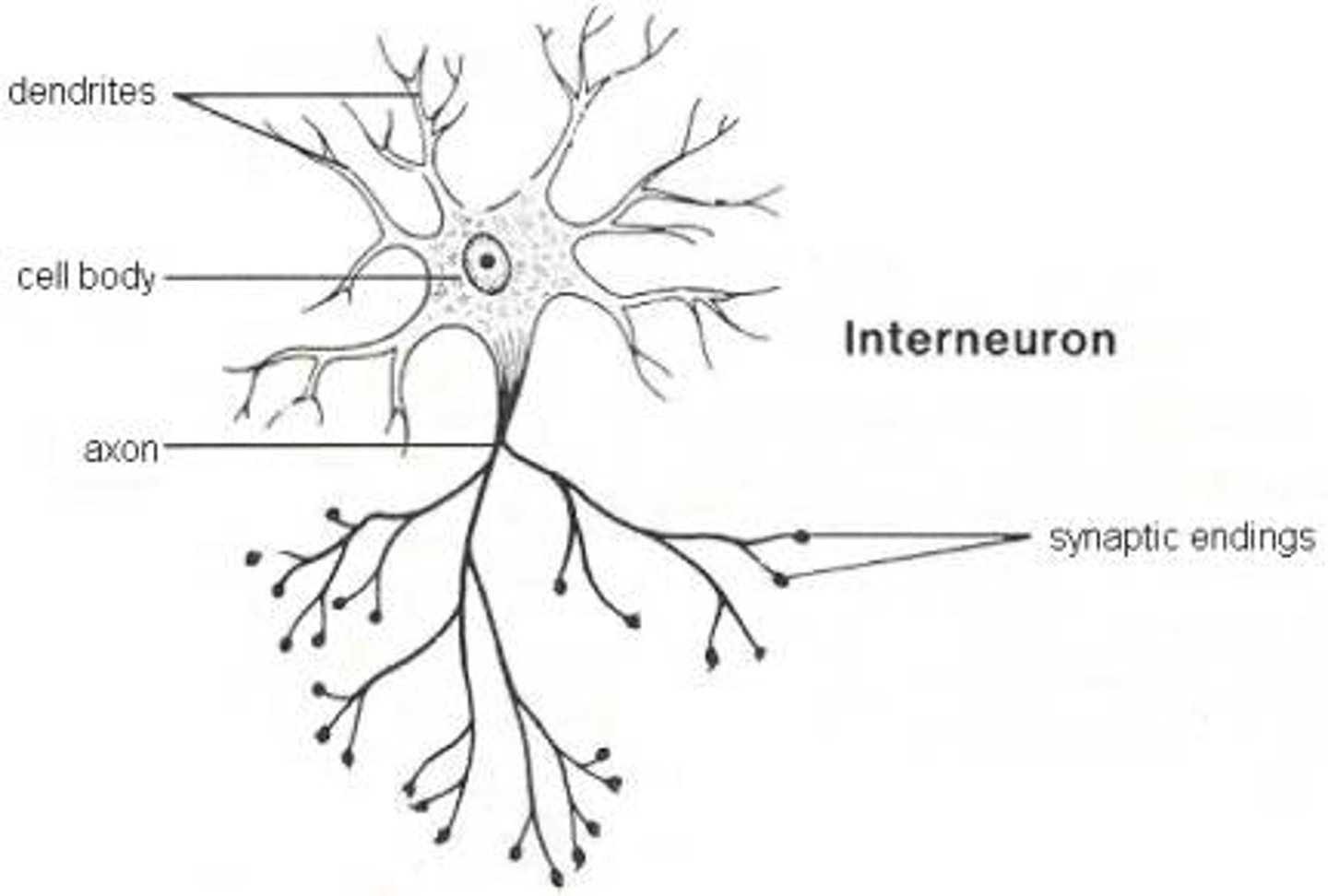 <p>Nerve cells that serve as that connection between Peripheral Nerves to Central Nervous System.</p><p>Bipolar shaped Neurons</p>