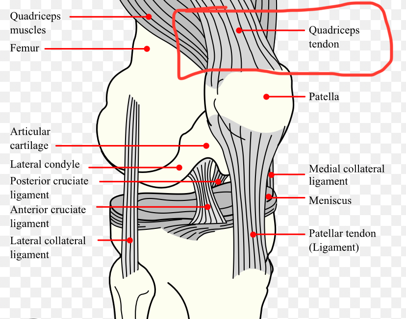 <p>The tendon connecting the quadriceps femoris muscle to the patella, part of the knee joint.</p>