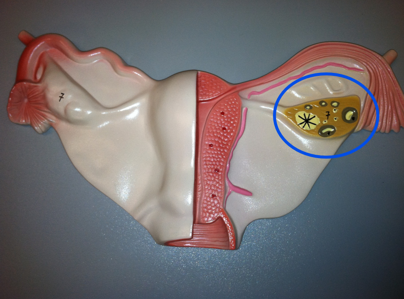 <p>Which is produced by this gland?</p>