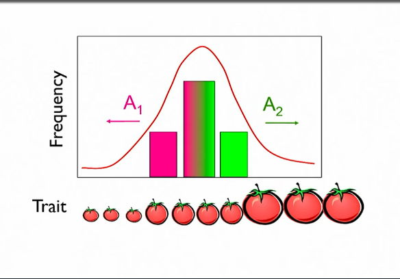 <p>does gene distribution match phenotype distribution?</p>