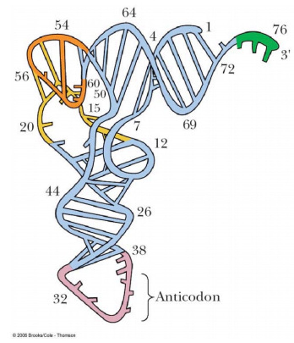 <p>L shape, formed by 3D folding</p>