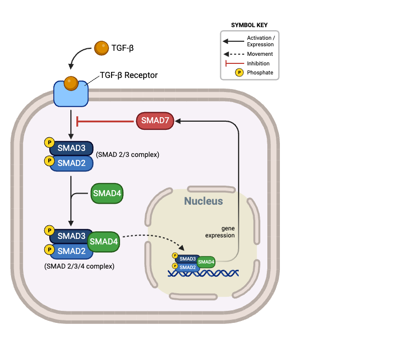 <p>True or false?&nbsp;Inhibition of gene expression would completely eliminate negative feedback in this signaling pathway.&nbsp;</p><ul><li><p><span>a. true</span></p></li><li><p><span>b. false</span></p></li></ul><p></p>