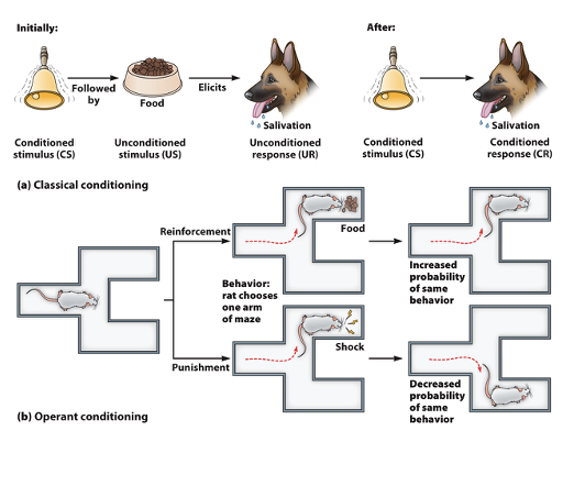 <p>classical: </p><ul><li><p>neutral signal before a reflex</p></li><li><p>non-voluntary behavior</p></li></ul><p></p><p>operant:</p><ul><li><p>reinforcement after behavior</p></li><li><p>voluntary behavior</p></li></ul><p></p>