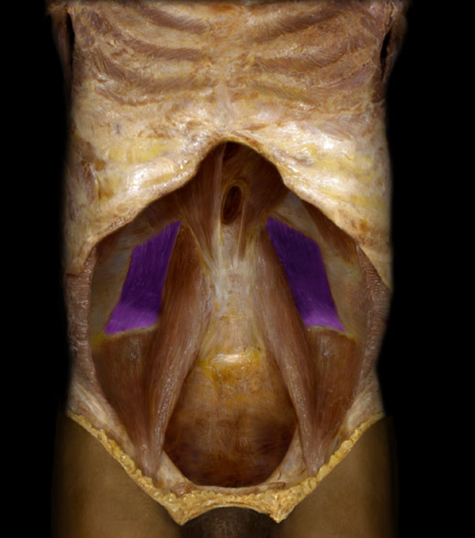 <p>Quadratus lumborum</p>