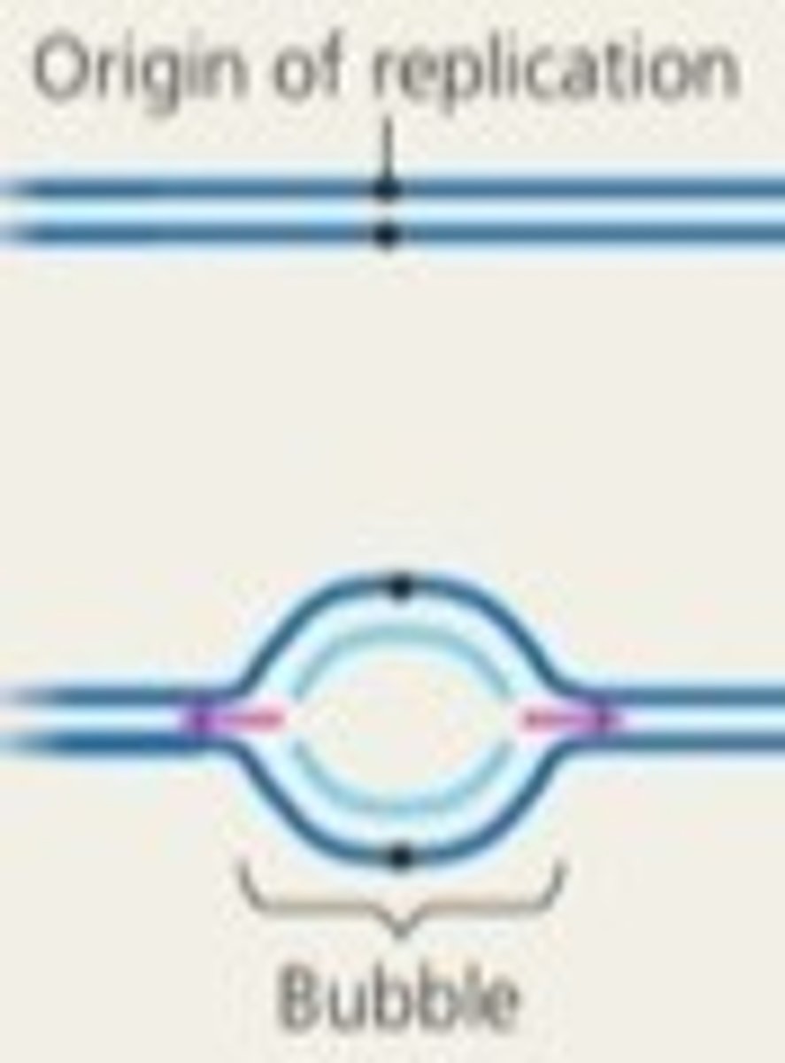 <p>replication origin - där DNA dubbelhelixen öppnas</p>