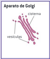 <p><span style="background-color: transparent;">El aparato de Golgi procesa las proteínas traídas por las vesículas del REr. La mayoría de estas proteínas son después transportadas por vesículas a la membrana plasmática para su secreción.</span></p>