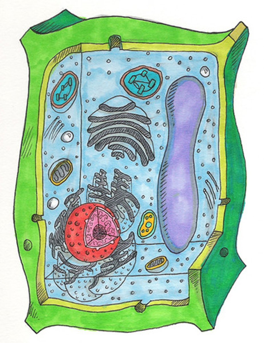<p>contains a cell wall, chloroplast and large vacuole</p>