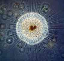 <p>prolungamenti citoplasmatici lunghi e sottili, sostenuti da fasci di microtubuli disposti a spirale</p>