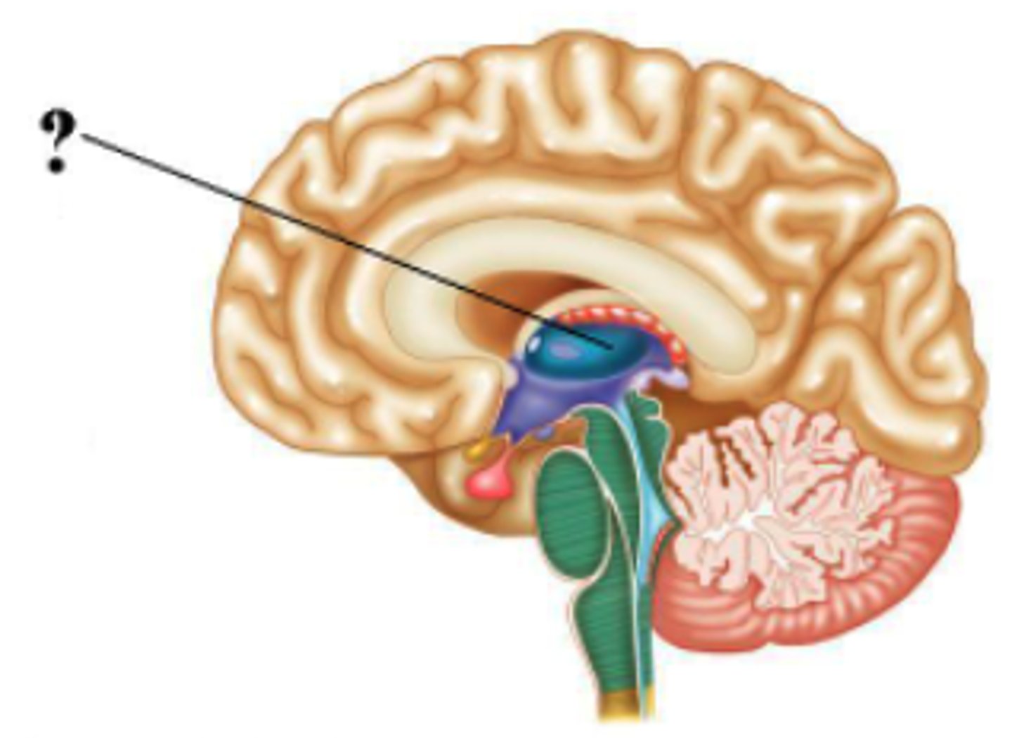 <p>thalamus</p>