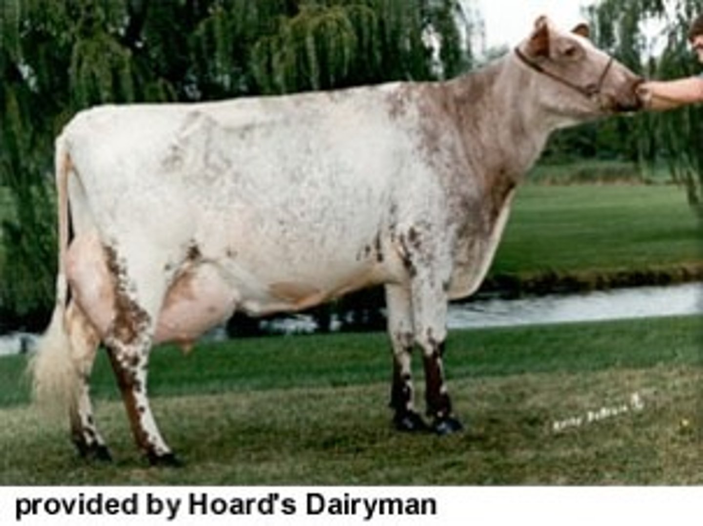 <p>Dairy breed from England, came to the US in the late 1800's. Lowest milk production, initially a dual purpose breed. Red, white, or roan in color. This breed makes up less the 0.5% of all dairy cows.</p>