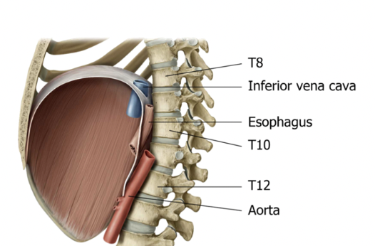* very durable - ok to be squished a little bit 
* Caval opening is in tendon NOT muscle (meaning it doesn’t get as squished)
* rigid backstop

  \

Blood can get through at 3 different spinal levels 

* T9 
* T10
* T12 

\
\

