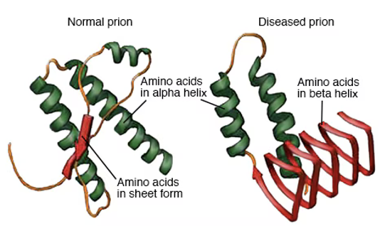 <ul><li><p><span>Prions crosses BBB → deposits in &amp; breaks down brain tissue → cell death → spongiform changes proliferation</span></p></li><li><p><span style="color: yellow"><strong>Prions—in lymphoid tissue &amp; blood</strong></span><span>:</span></p><ul><li><p><span>American Red Cross &amp; UK donations</span></p></li></ul></li></ul><p></p>
