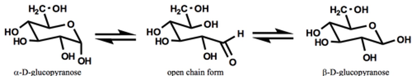 <p>OH on penultimate carbon attacks anomeric carbon</p><p>alpha anomer- OH on anomeric carbon is down</p><p>beta anomer- OH on anomeric carbon is up</p><p>these are epimers</p>