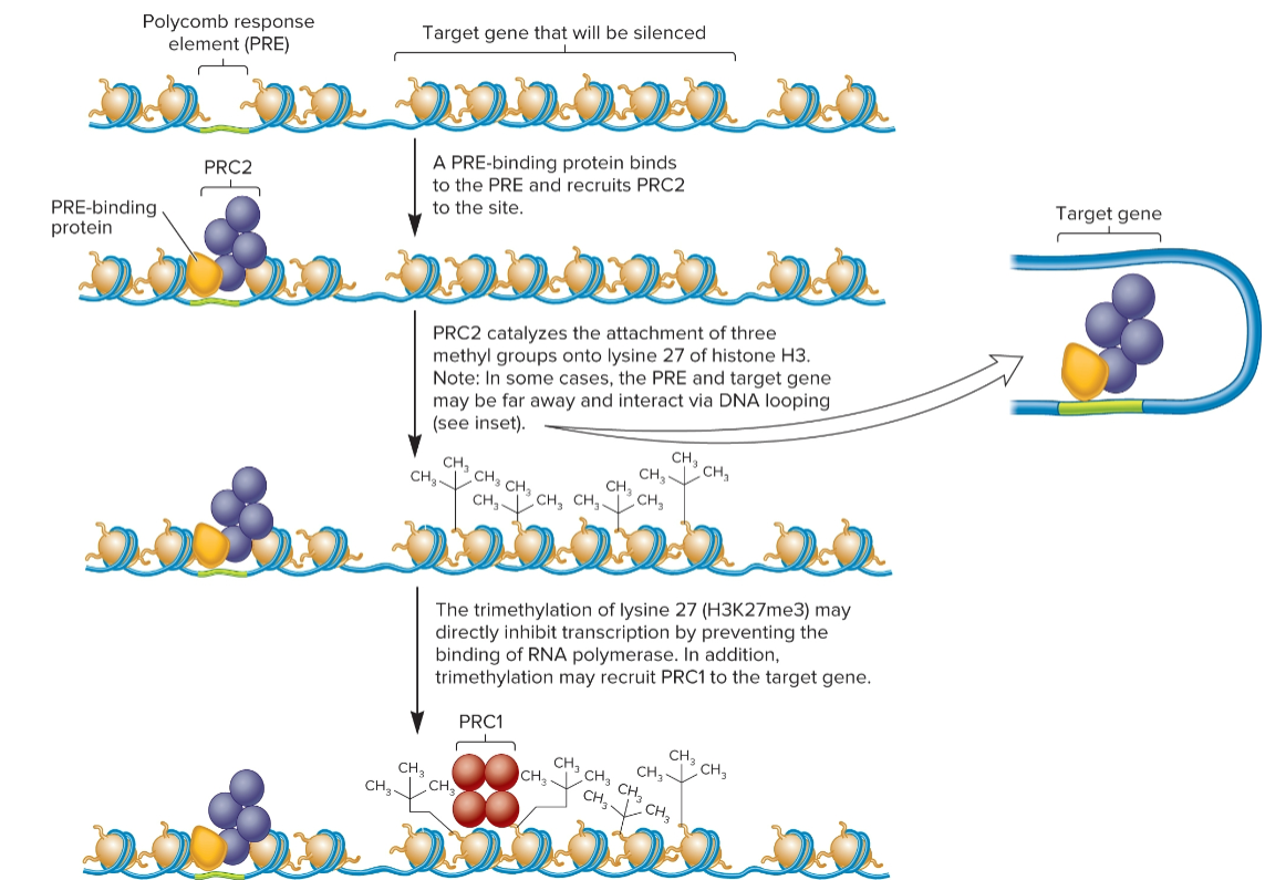 <ul><li><p>PRC1 and PRC2</p></li><li><p>repression begins w/ binding of PRC2 to polycomb response element (PRE)</p></li><li><p>leads to trimethylation of lysine 27 on histone H3.</p></li></ul><p></p>