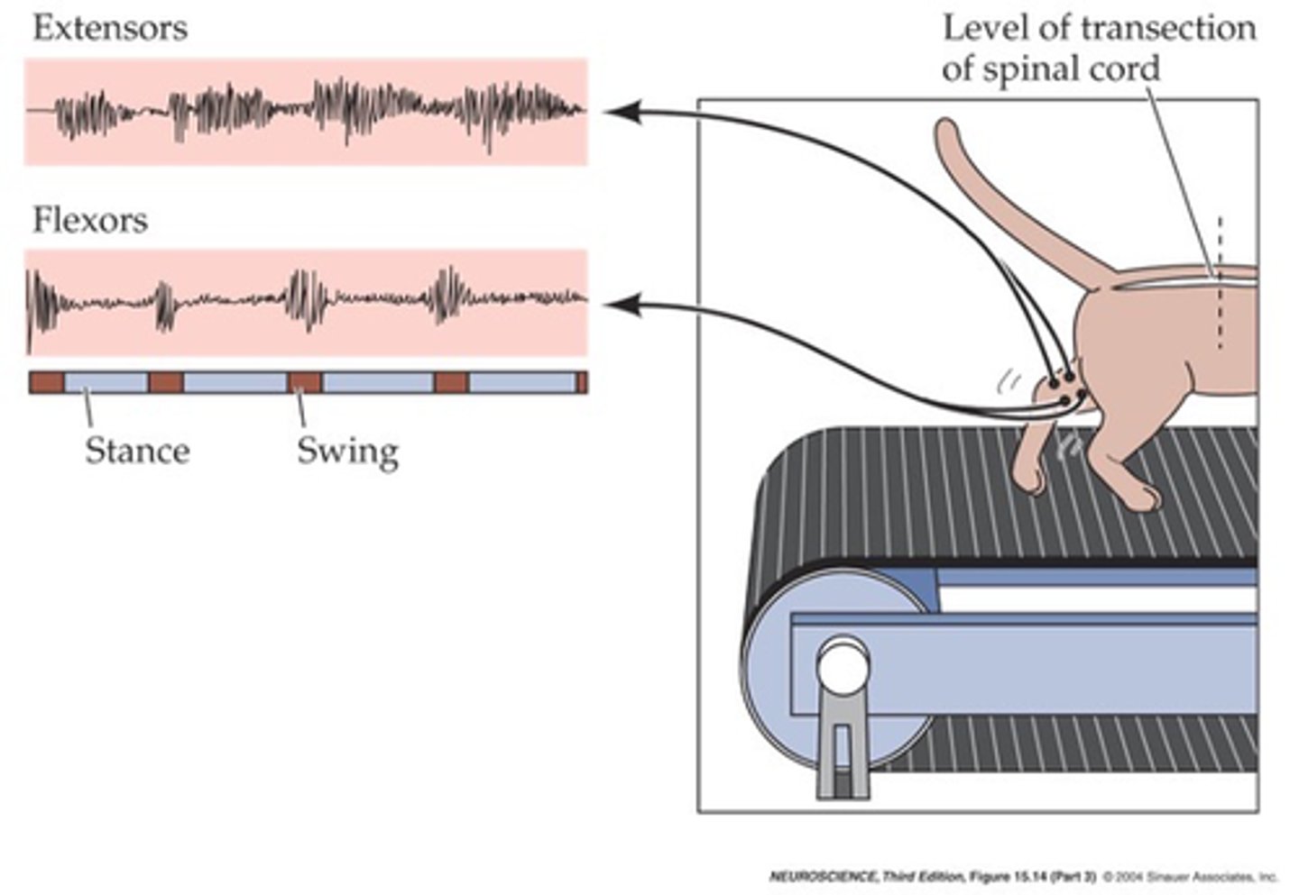 <p>What does the alternation of activity and co-ordination between legs even if spinal cord connection to the brain is severed imply?</p>