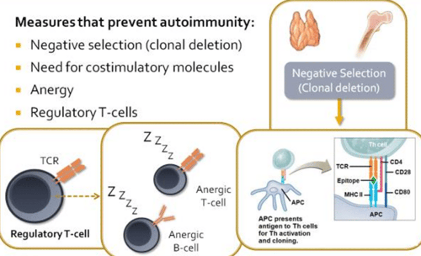 <p>Negative selection (clonal deletion) -> Central Tolerance:</p><p>- Thymus and red bone marrow use negative selection leading to clonal deletion to ensure that autoreactive lymphocytes are eliminated before they become a problem </p><p>- Should autoreactive lymphocytes escape the primary lymphoid organs there are several check ins/safety measures </p><p>Need for costimulatory molecules -> Peripheral Tolerance:</p><p>- For T-cells and B-cells to become fully activated, antigen presenting cells must supply them with additional costimulatory molecules </p><p>- Antigen presenting cells only express these costimulatory molecules when they receive danger signals released by innate immune cells or damaged tissues during an on-going infection</p><p>- Controls humoral and cellular immunity </p><p>Anergy -> Peripheral Tolerance:</p><p>- If an antigen presenting cell does not express the costimulatory signals, its interactions with a T-cell or B-cell in the lymph node will invariable induce a state of anergy </p><p>- In some cases, anergic lymphocytes will undergo apoptosis and cease be a burden on the immune system </p><p>Regulatory T-cells -> Peripheral Tolerance </p><p>- Regulatory T-cells produced during thymic education, function to inhibit or suppress the activities of autoreactive lymphocytes, thereby contributing to peripheral tolerance and ensuring that autoimmune diseases do not arise</p>