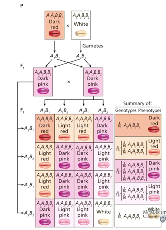 <p>Each contributing allele adds a unit of effect, influencing the final phenotype (e.g., darker vs. lighter kernel color).</p><ul><li><p>Diagram displays additive gene model where two genes (A,B) and two alleles (1,2) are present</p><ul><li><p>A1 and B1 each add one unit of colour to phenotype </p></li><li><p>A2 and B2 add no colour to phenotype</p></li><li><p>A1A1B1B1 is the darkest colour</p></li><li><p>A2A2B2B2 is the lightest colour</p></li></ul></li></ul><p></p>