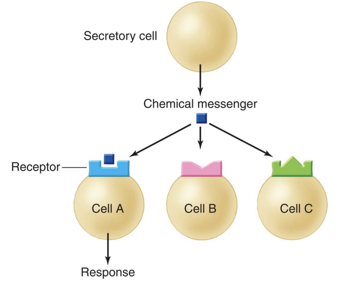 <p>-Cells only respond if they have the correct receptor (“lock and key”)</p><p>-Chemical messengers can activate multiple receptor types, with each having a different response</p>